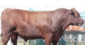 Los animales distinguidos en la Rural villamercedina