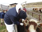 Tuberculosis bovina: la importancia de controlar esta grave enfermedad