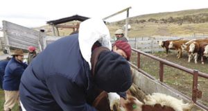 Tuberculosis bovina: la importancia de controlar esta grave enfermedad