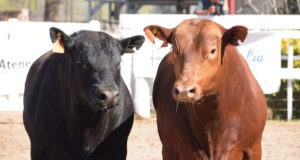 El Ministerio de Producción compró reproductores a una cabaña de Naschel para el Plan Toros