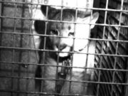 San Luis: rescataron un puma cachorro de un domicilio particular en Juan Llerena
