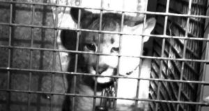 San Luis: rescataron un puma cachorro de un domicilio particular en Juan Llerena