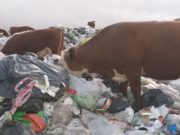 Medio Ambiente volverá a sancionar al municipio de San Luis por quemas y animales en su basural