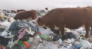Medio Ambiente volverá a sancionar al municipio de San Luis por quemas y animales en su basural