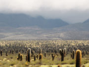 Conicet, San Luis y UBA: la Argentina protege poco y de forma desigual sus áreas naturales