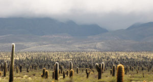 Conicet, San Luis y UBA: la Argentina protege poco y de forma desigual sus áreas naturales