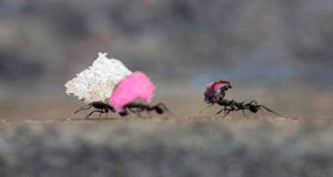 Métodos para controlar hormigas cortadoras de hojas