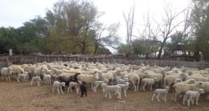 Llega a San Luis la primera jornada de producción ovina