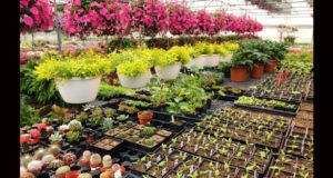 San Luis: este sábado el Vivero Provincial invita a un encuentro con la naturaleza