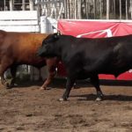 remate 27 – 09 –