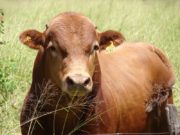 Toros: controlar la sanidad evita pérdidas de hasta un 30 %