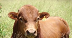 Toros: controlar la sanidad evita pérdidas de hasta un 30 %