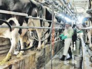 La cría y recría son puntos fuertes en el manual de buenas prácticas en tambos