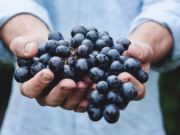 Buscan dinamizar el mercado del traslado del vino