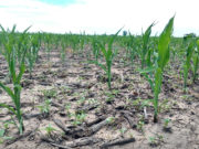 Cereales, variabilidad climática, planificación fiscal y deuda externa