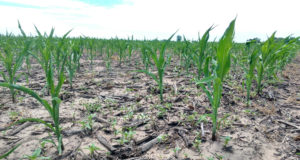 Cereales, variabilidad climática, planificación fiscal y deuda externa