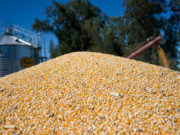 A la espera de decisiones políticas para vender el cereal