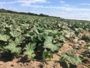 Otorgan el quinto sello «Producido por la Agricultura Familiar»