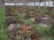 En Mendoza creció 20% la adhesión al seguro agrícola provincial