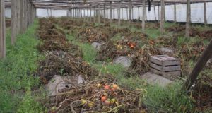 En Mendoza creció 20% la adhesión al seguro agrícola provincial