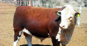 San Luis Feria remata este miércoles 30 toros de cabaña “La Euge”