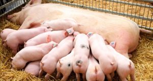 Argentina en el puesto 13° de productores y consumidores de cerdos
