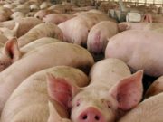 Informe de septiembre de Coninagro sobre las economías regionales