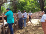 Acuerdan estrategias sanitarias para prevenir la rabia paresiante en San Luis