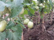 Cómo obtener semillas en la huerta familiar (parte III)