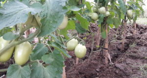Cómo obtener semillas en la huerta familiar (parte III)