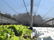 Promocionan el consumo saludable de frutas y verduras