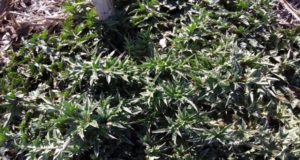 Alertan por un nuevo caso de maleza que resiste a herbicidas