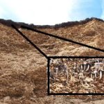 24 – 10 – informe silajes – foto 12