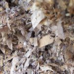 24 – 10 – informe silajes – foto 13