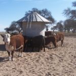 24 – 10 – informe silajes – foto 8