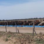 24 – 10 – informe silajes – foto 9