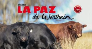 El viernes 25 se realiza el remate anual de cabaña La Paz