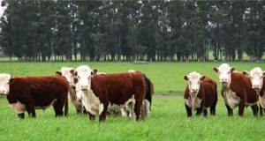 Situación de los campos: ¿Nuevo condicionante para sostener el nivel de stock?