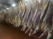 El Estado Nacional avanza en la tipificación de carne bovina