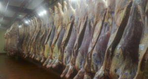 El Estado Nacional avanza en la tipificación de carne bovina