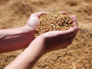 Desde la academia aportan al debate para modificar la Ley de Semillas – Informe