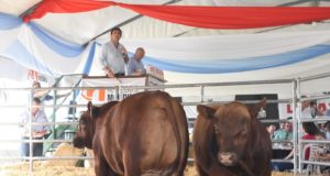 Cuánto se pagaron los toros en remate anual de La Paz de Werthein