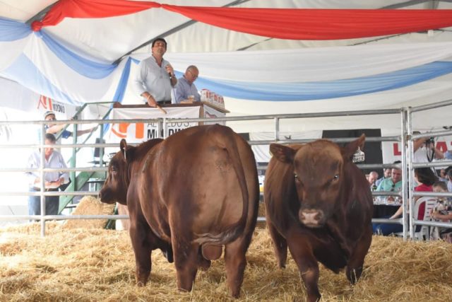 28 - 10 - remate anual de werthein