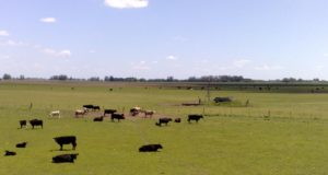 Carbunclo en La Pampa: recomendaciones de Senasa