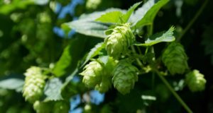 Villa de Merlo: encuentro de experiencias en la producción de cervezas de Cuyo