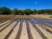 San Luis: mejoras en la distribución del agua motorizan el renacimiento de cinturones verdes