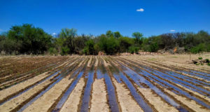 San Luis: mejoras en la distribución del agua motorizan el renacimiento de cinturones verdes