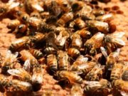 Analizan los efectos del glifosato sobre el desarrollo de la abeja de la miel