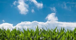 Los fertilizantes, un recurso estratégico y sustentable para la alimentación mundial