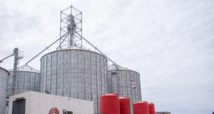 Invierten $260 millones para corrales techados de engorde bovino en Buena Esperanza